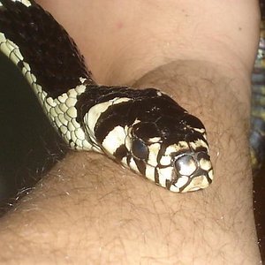 Cabeza Macho Spilotes.JPG