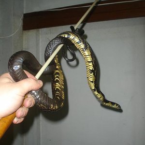 Spilotes Hembra 2.JPG