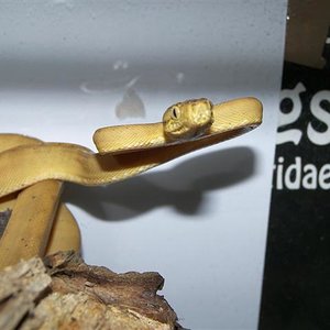 hortulanus A (Small).JPG