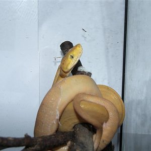 hortulanus B (Small).JPG