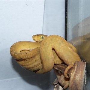 hortulanus C (Small).JPG