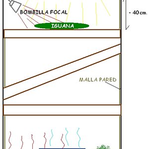 TERRARIO IGUANA.JPG