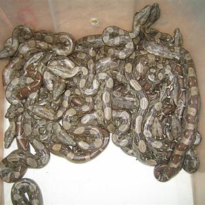 boitas 2007 003 (Small).jpg