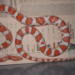 resized_candycane05 002.jpg