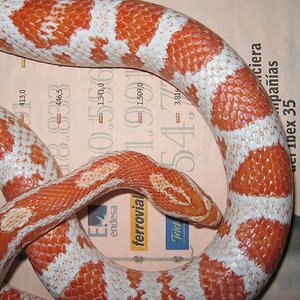 resized_candycane05 003.jpg