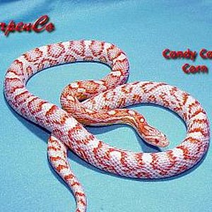 candy cane roja.jpg