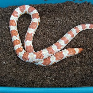 Amelanistica clara 1.jpg