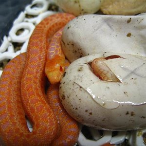 Applegate 07 002 (Small).jpg