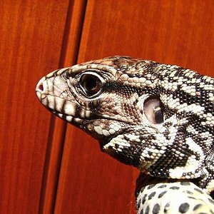 TEju cabeza redddu.JPG