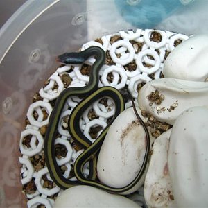 ridleyi 004 (Small).jpg