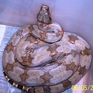 Boa constrictor amarali.jpg