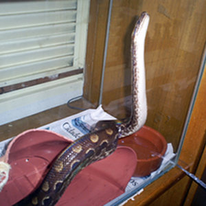 Epicatres cenchria crassus.jpg