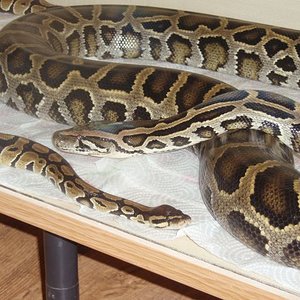 molurus+regius 1.jpg