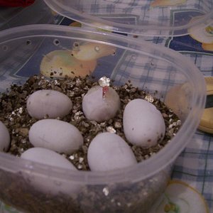 Nacimiento 31-07-07 005.jpg