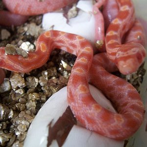 Nacimiento 31-07-07 042.jpg