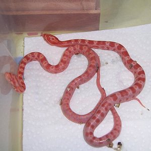 Nacimiento 31-07-07 045.jpg