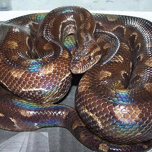 Epicrates cenchria crassus 2.JPG