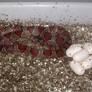 segunda puesta thayeri.JPG