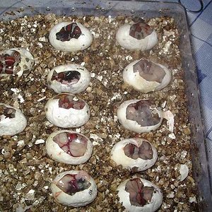 Eclosion primera puesta thayeri.JPG