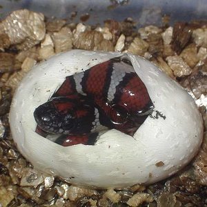 Eclosion thayeri x mex x ruthveni x alterna.JPG