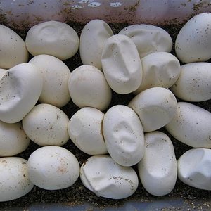 Huevos 70 dias 2.jpg