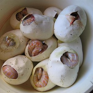 IMG_4511 (Medium).JPG