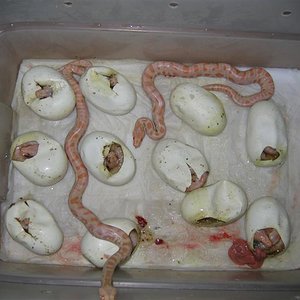 IMG_4523 (Medium).JPG