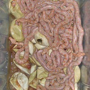 IMG_4562 (Medium).JPG