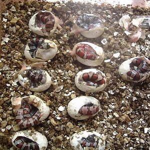 Puesta thayeri x mex x ruthveni x alterna balir 3.JPG