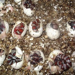 Puesta thayeri x mex x ruthveni x alterna balir 2.JPG