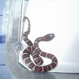 thayeri x mex x ruthveni x alterna blair 5.JPG