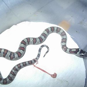 thayeri x mex x ruthveni x alterna blair 7.JPG