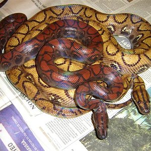 ecc y ech comparacion.JPG