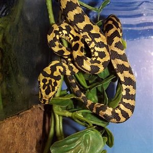 crias cb'06 de cheynei.jpg