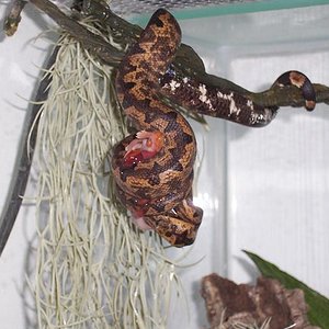 candoia constrictor jeje.JPG