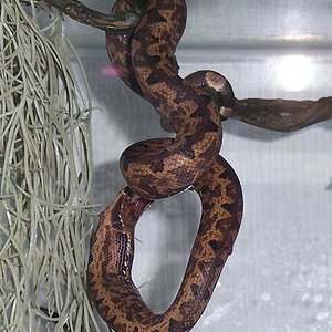 candoia bon apetite.JPG