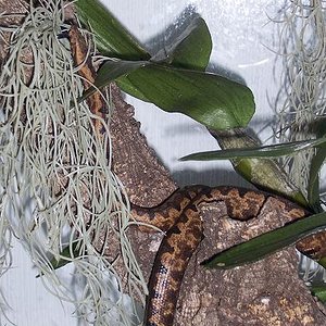 candoia hembra en su tronco favorito.JPG