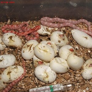 Crias guttatus2007.jpg