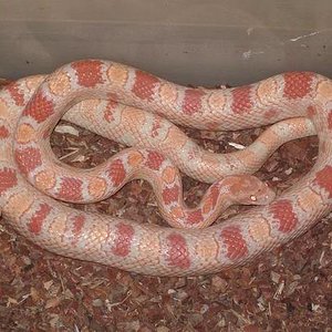 candycane x fluorecent reverse okeetee.JPG