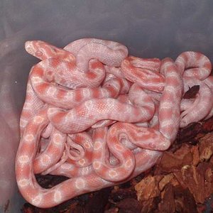 Butter x candy cane x reverse 3.JPG