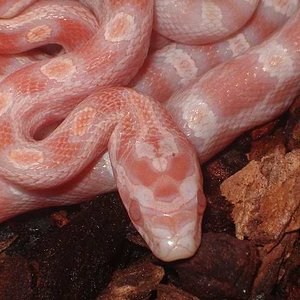 Butter x candy cane x reverse detalle.JPG