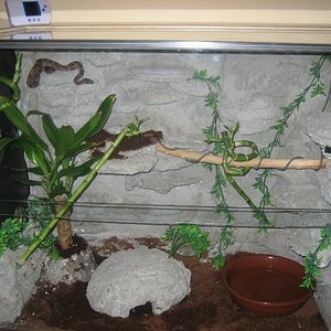 terrario-boa (1)_800x600.jpg