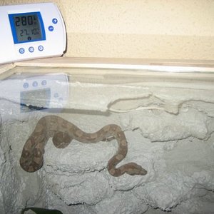 terrario-boa (2)_640x480.jpg