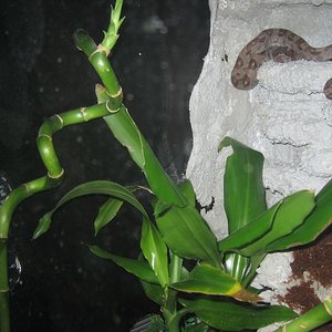 terrario-boa (3)_800x600.jpg