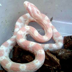 candy x reverse x butter.JPG