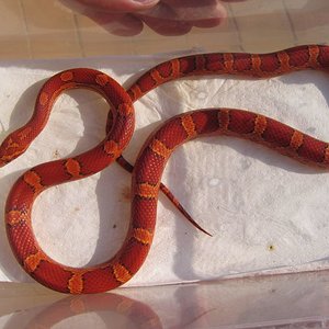 resized_canon agosto07 726.jpg