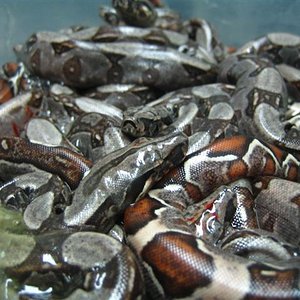 Camada Surinam 004 (Small).jpg