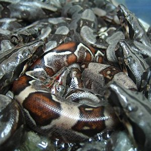 Camada Surinam 005 (Small).jpg