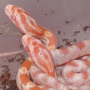 Butter x candy cane x reverse okeetee.jpg