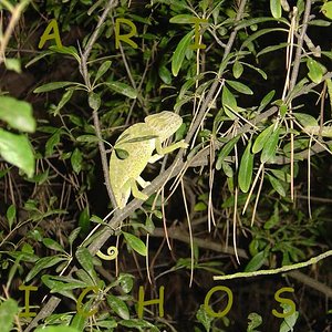 Censo camaleon 08-07 002.jpg